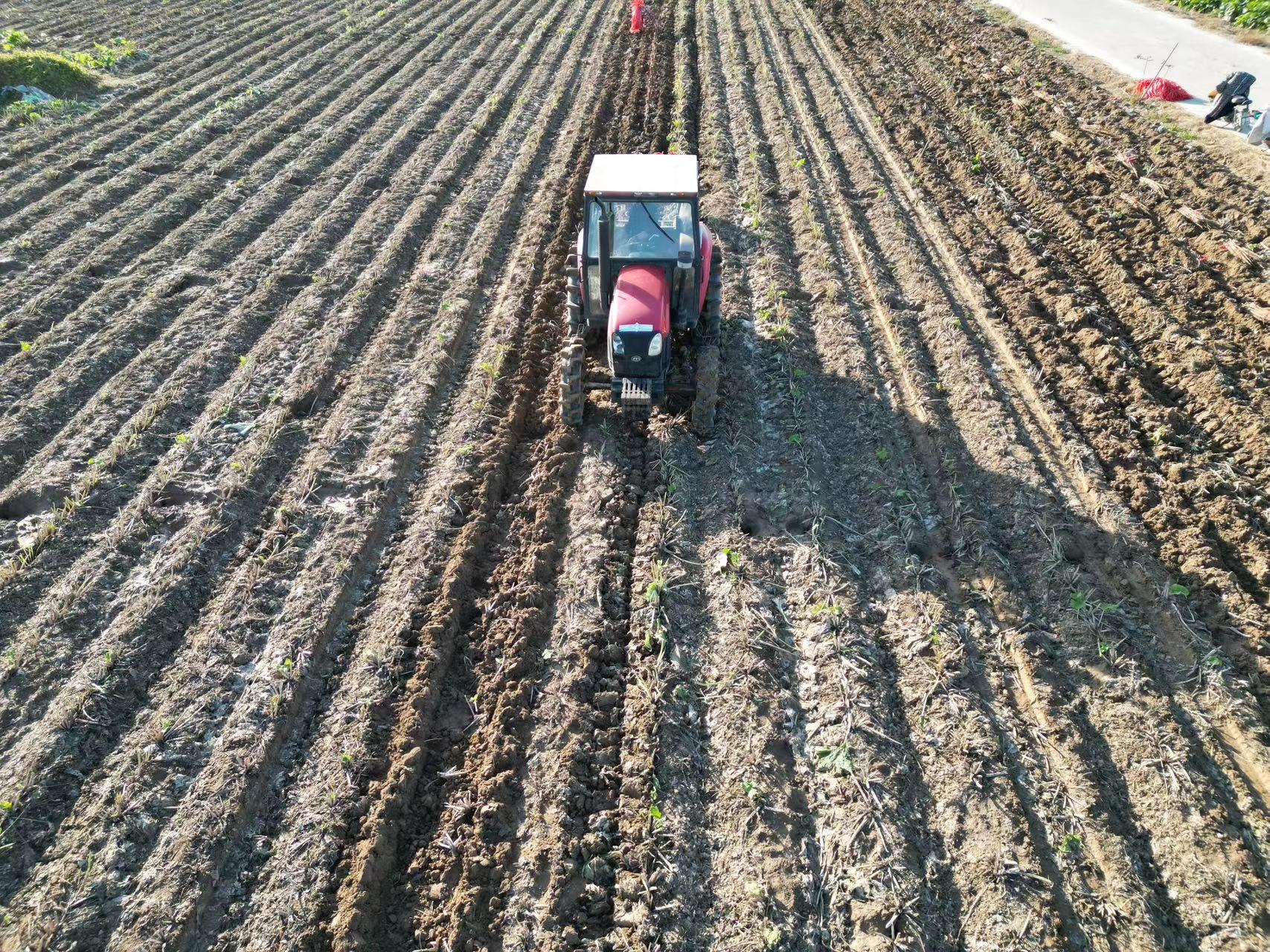 邢臺清河：牛蒡喜獲豐收_fororder_1