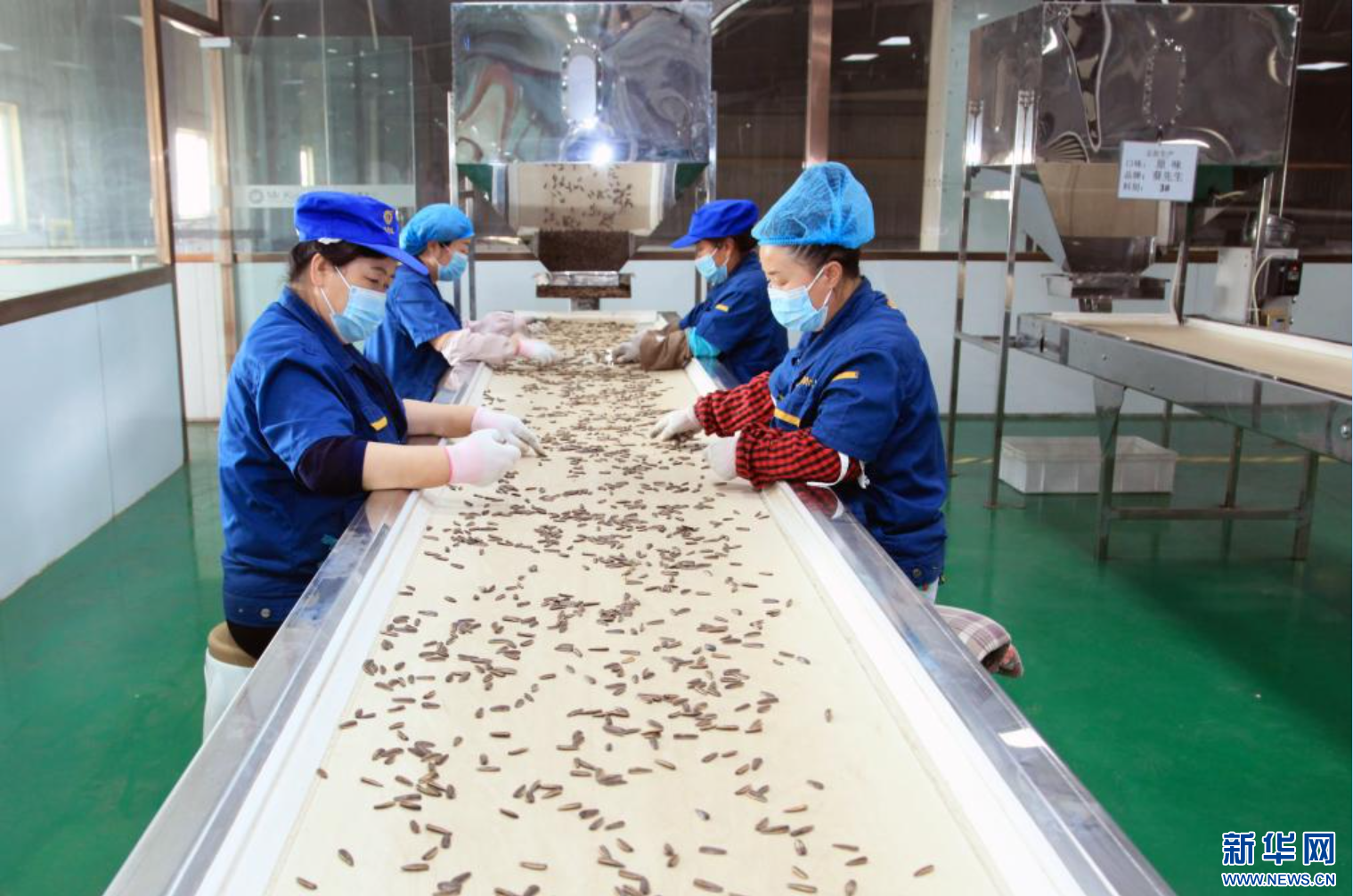 内蒙古河套地区：小瓜子成为大产业