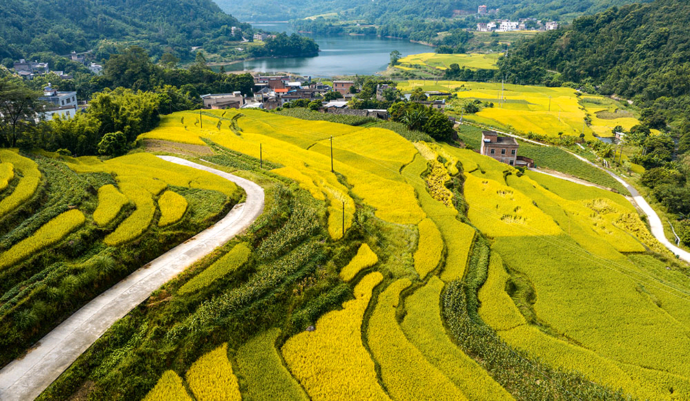 秋染梯田好“丰”景_fororder_a76b7cb95ddba5256fb16b5d76a4b171