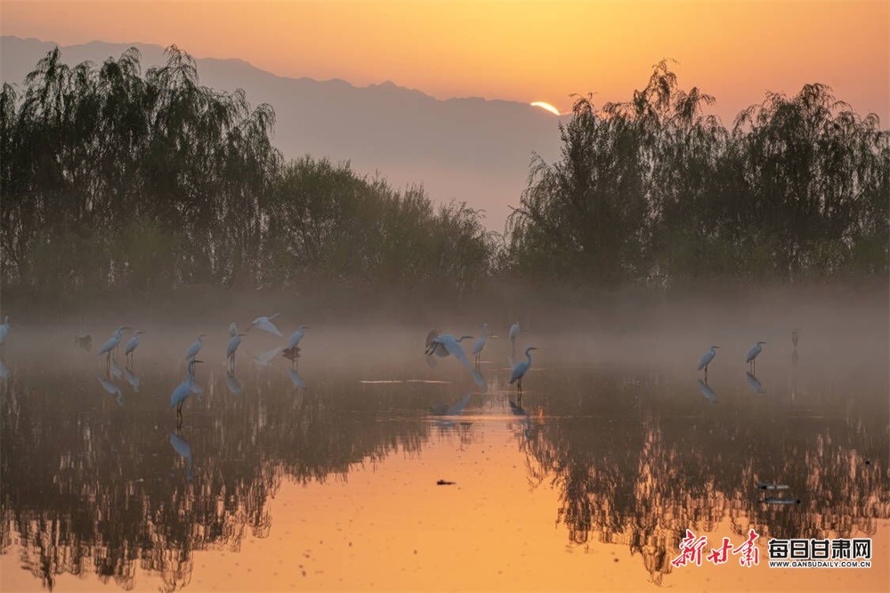 張掖濕地公園：霞光映碧水 晨霧飛白鷺_fororder_55