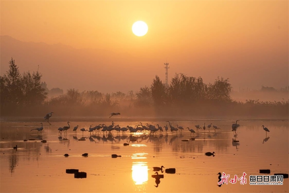 张掖湿地公园：霞光映碧水 晨雾飞白鹭_fororder_22