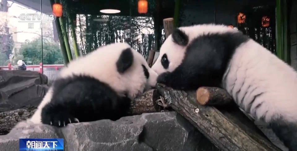 国家林草局：我国旅外大熊猫63只 总体健康状况良好