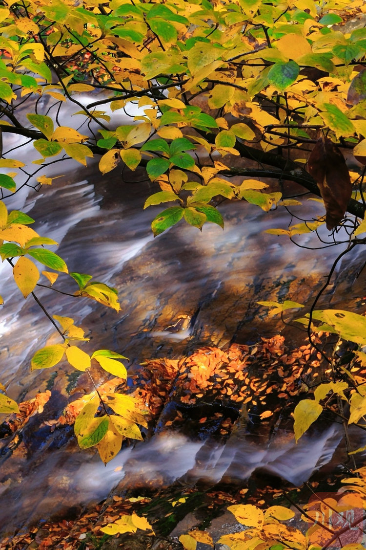 （转载）巴中：秋染光雾山，红叶如诗画