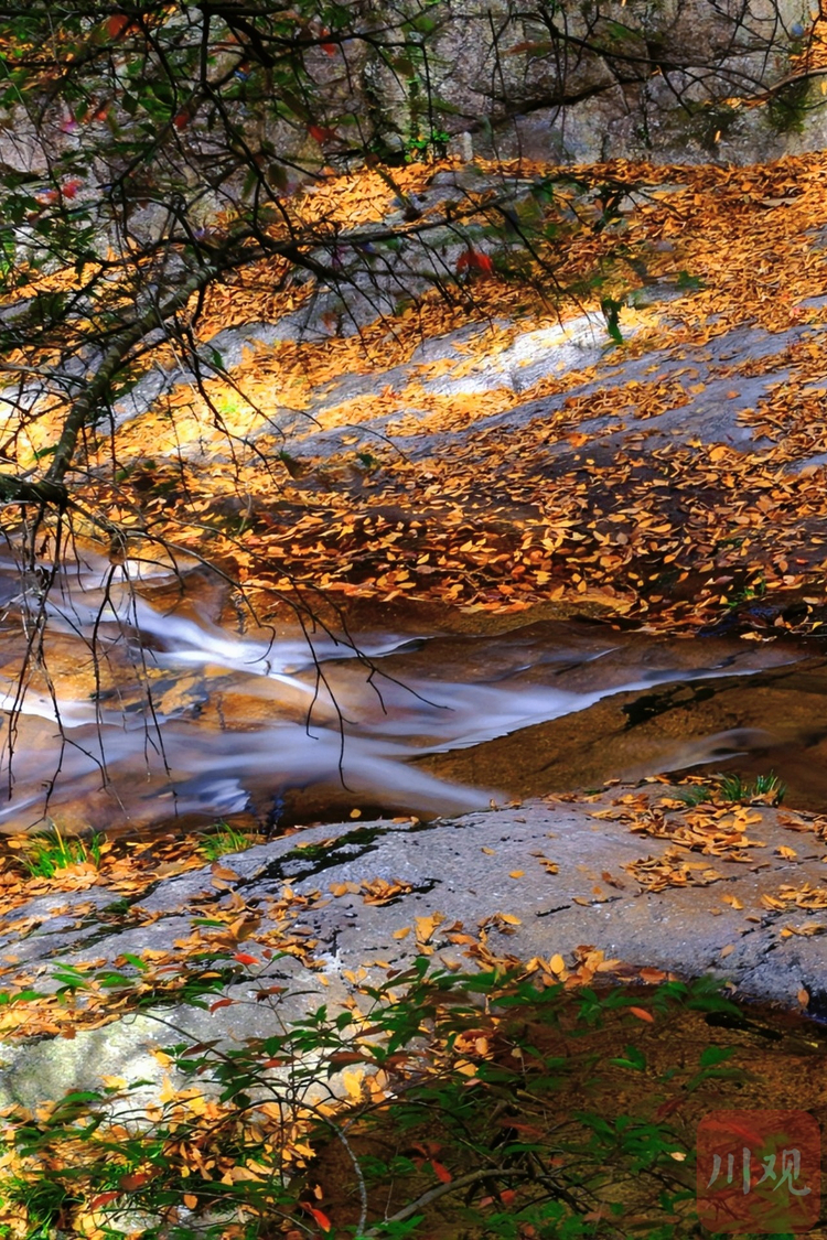 （转载）巴中：秋染光雾山，红叶如诗画