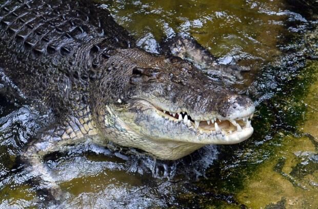 澳大利亚一鳄鱼训练师惨遭鳄鱼攻击受重伤
