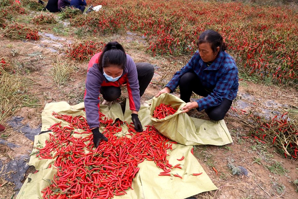 天水清水：朝天辣椒采摘忙 火红产业助振兴_fororder_图片26