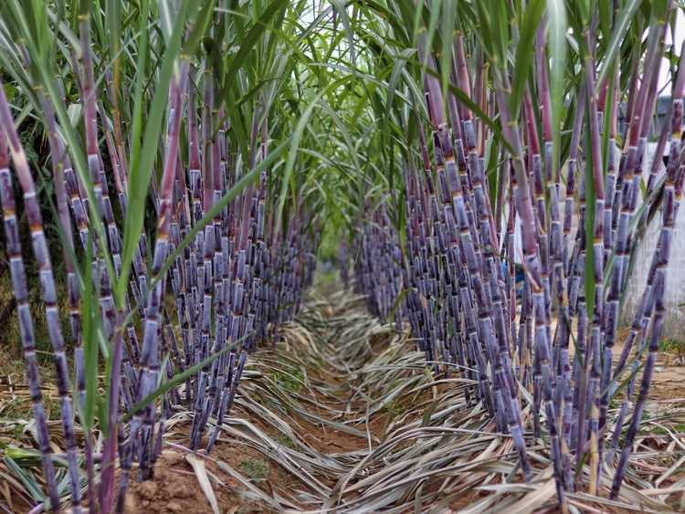 保定博野：甘蔗丰收蔗农乐 乡村振兴添动力_fororder_3