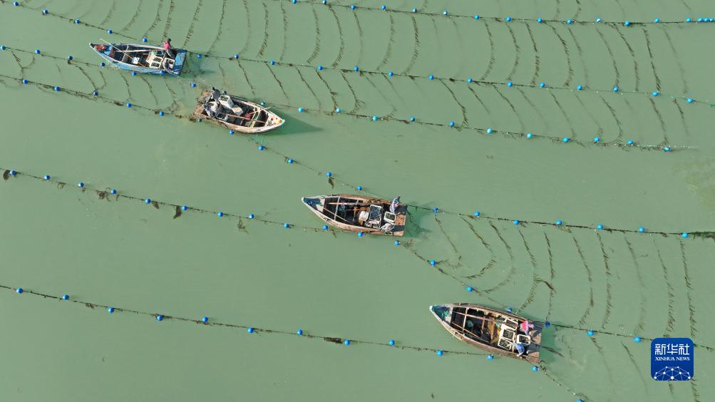 山东荣成：“海带之都”海带“播种”忙