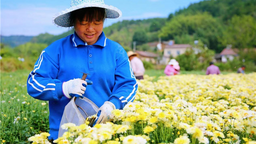 荆门东宝：杭白菊花香四溢 扮靓山乡富村民