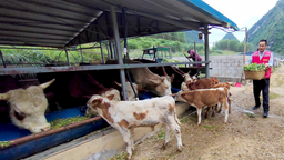 廣西黎亮村大力發展特色産業 從“養牛糊口”到“養牛致富”