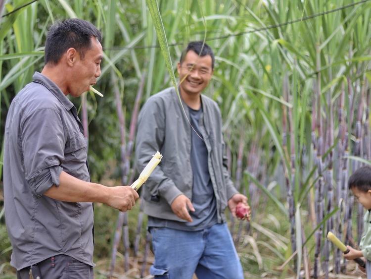 保定博野：甘蔗丰收蔗农乐 乡村振兴添动力_fororder_4