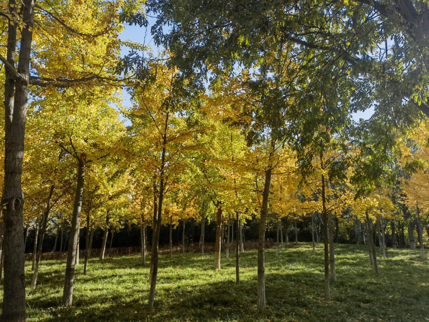 Visual Delights inYuhua: Golden Ginkgo Leaves Present a Gorgeous Early Winter_fororder_12