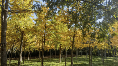 Visual Delights inYuhua: Golden Ginkgo Leaves Present a Gorgeous Early Winter