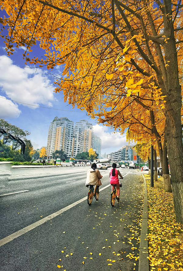 成都發佈2023年首期公園城市銀杏觀葉指數_fororder_9《最美的銀杏路》王琪-拍攝于錦裏中路