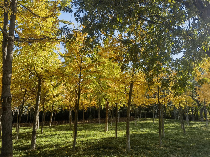 위화 풍경丨눈앞 가득한 황금빛 은행나무, 초겨울 풍경을 물들이다_fororder_2.800x599