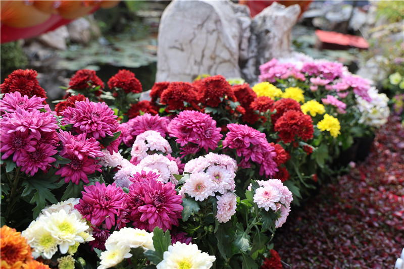 3.2 Million Pots of Chrysanthemums Adorn Kaifeng, Henan_fororder_15