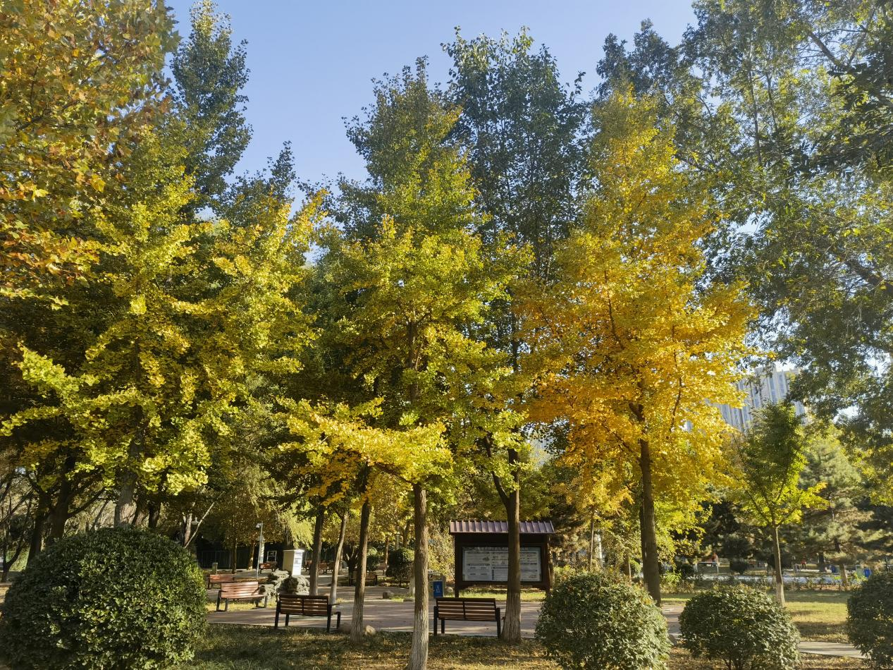 Visuelles Yuhua丨Goldene Ginkgos vor Augen schmücken die Schönheit des frühen Winters_fororder_圖片1