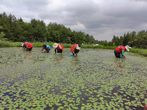 重庆石柱枫木镇：扩大莼菜种植面积 助推“三色经济”发展_fororder_图片3