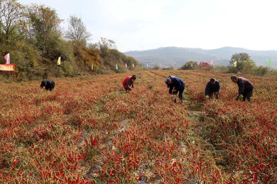 天水清水：朝天辣椒採摘忙 火紅産業助振興_fororder_圖片21