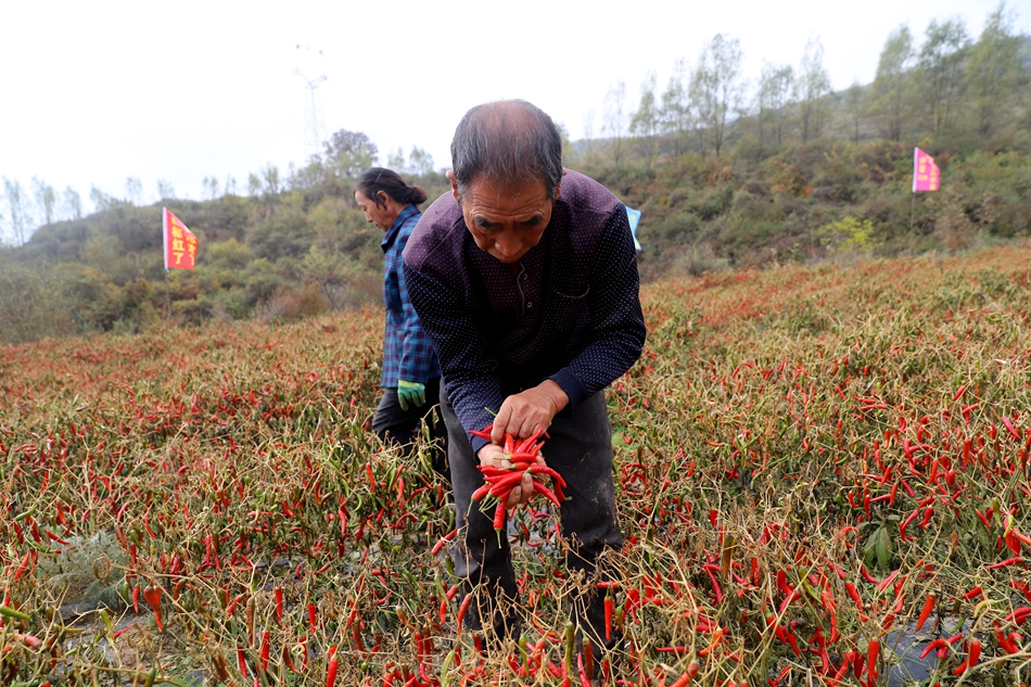 天水清水：朝天辣椒採摘忙 火紅産業助振興_fororder_圖片30