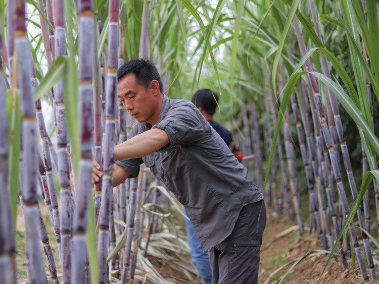 保定博野：甘蔗丰收蔗农乐 乡村振兴添动力_fororder_1