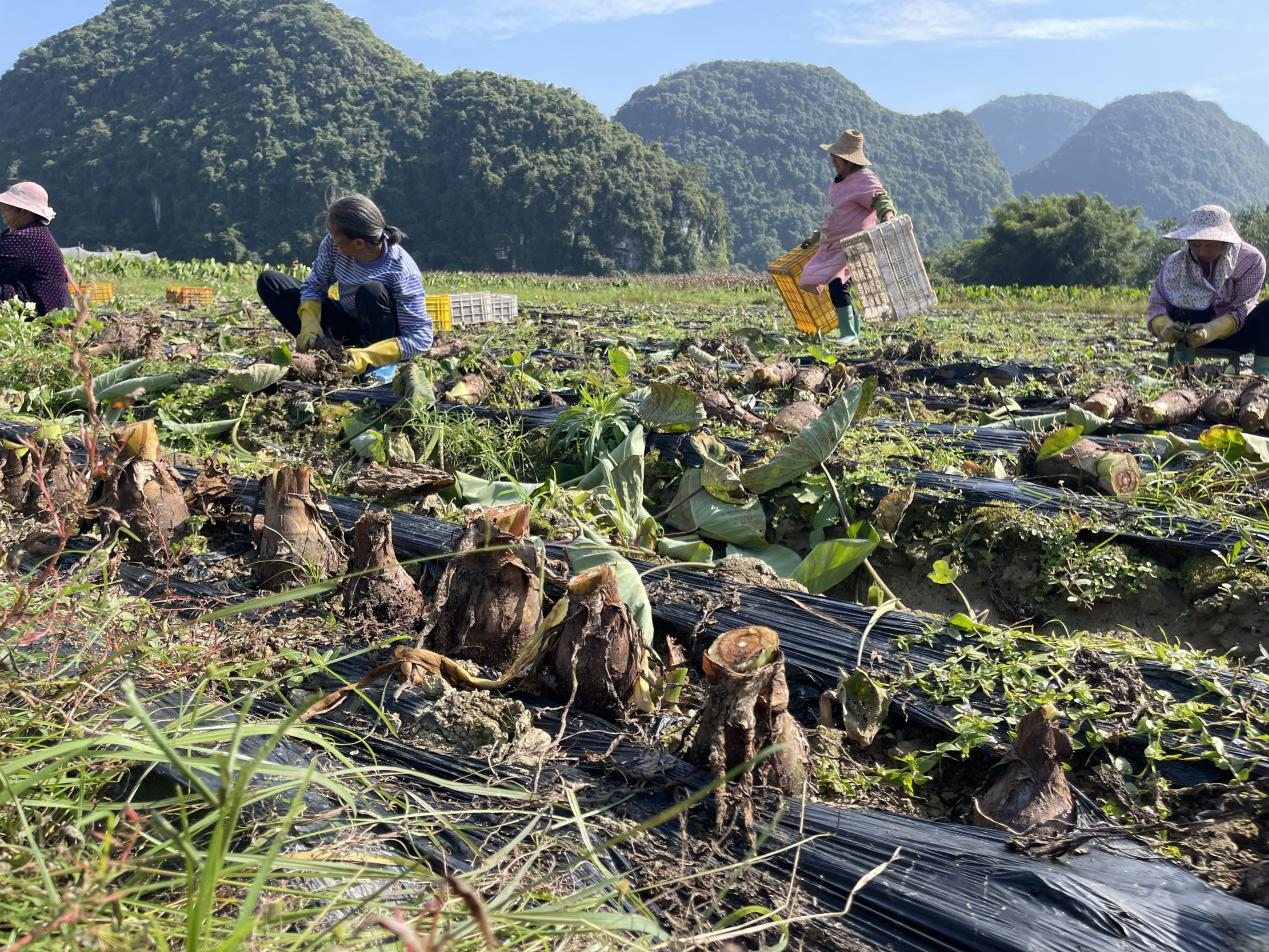 广西荔浦：小芋头延长产业链 成就富民强市大产业_fororder_图片2