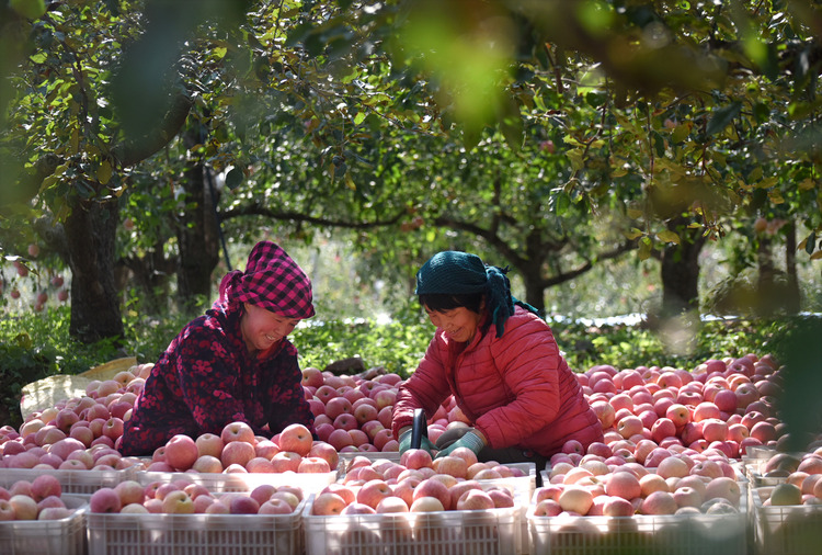 【原创】山东沂源：苹果种植面积32万亩 年产量70万吨_fororder_004
