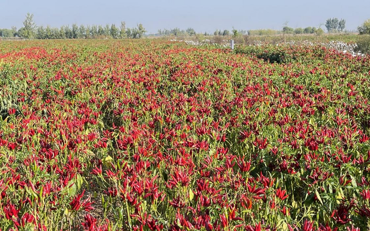 图片默认标题_fororder_图片2