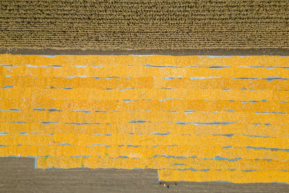 飞阅产粮第一大省黑龙江秋收“丰”景