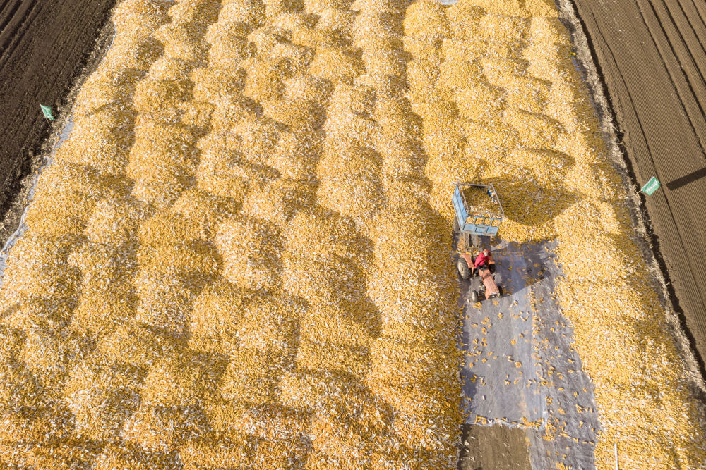 飞阅产粮第一大省黑龙江秋收“丰”景