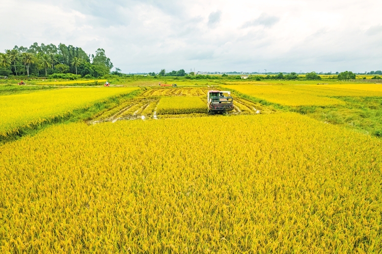 金秋稻田美如画 田间地头收割忙_fororder_059619838341f285bb87d3119c856945