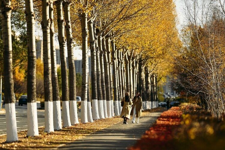 落叶铺就“黄金大道” 中国东北让秋景融入城市