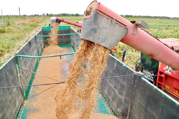 河北东光：高粱喜丰收 助农稳增收_fororder_图片7