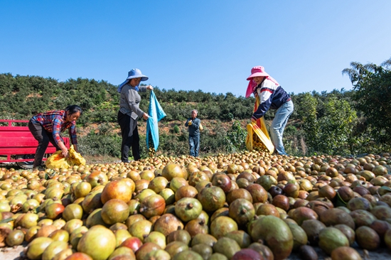 贵州天柱：培育优良种质打造油茶产业_fororder_天柱县社学街道长团油茶基地村民在晾晒油茶果。