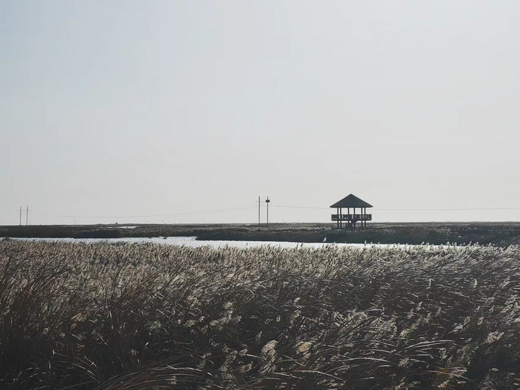 【原创】“大美湿地·润泽齐鲁”网络主题活动走进山东黄河三角洲国家级自然保护区_fororder_图片2