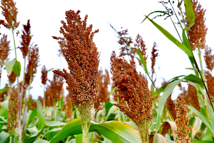 河北东光：高粱喜丰收 助农稳增收_fororder_图片10