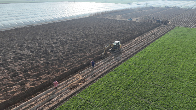 河北隆堯:沙壤種植麻山藥 增收致富鼓腰包_fororder_12.JPG