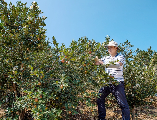 贵州天柱：培育优良种质打造油茶产业_fororder_天柱县社学街道长团油茶基地湖南油茶专家在科研采样。