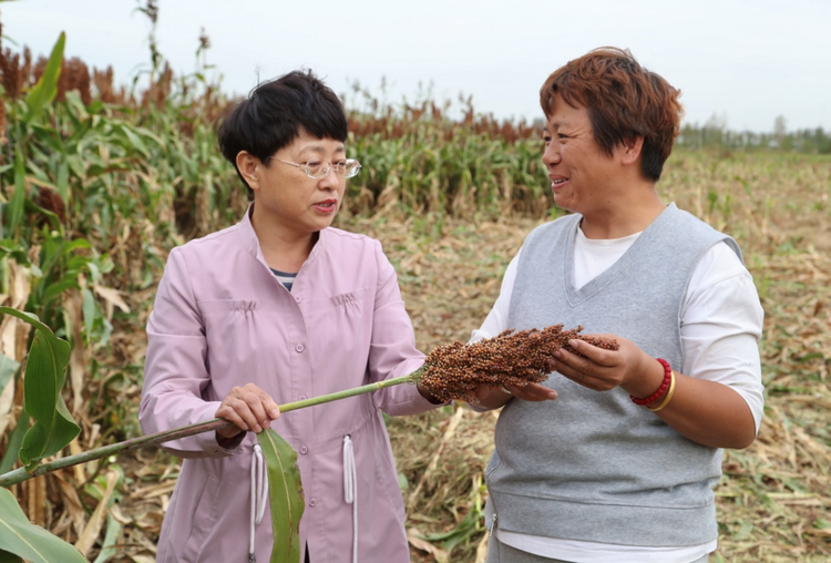 河北东光：高粱喜丰收 助农稳增收_fororder_图片11