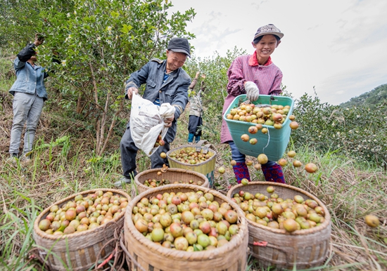 贵州天柱：培育优良种质打造油茶产业_fororder_天柱县蓝田镇杞寨油茶基地村民在采收油茶果。