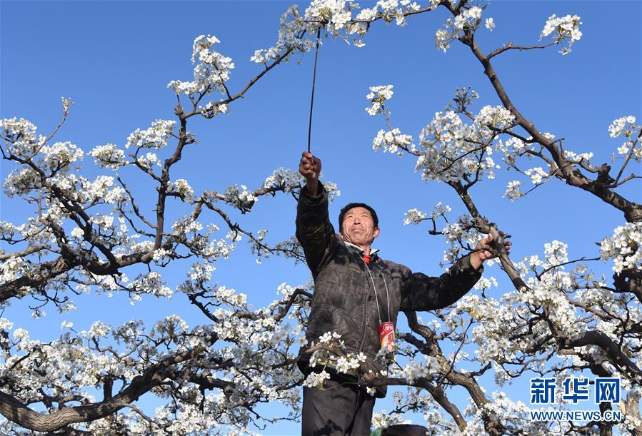 河北：梨花争艳授粉忙