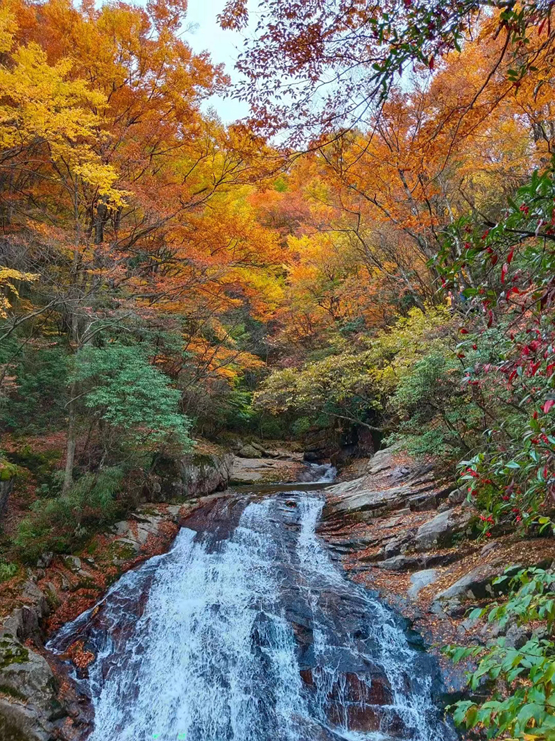 来四川看秋叶飘丹 山河尽染_fororder_巴中光雾山红叶美景--摄影--雷艳