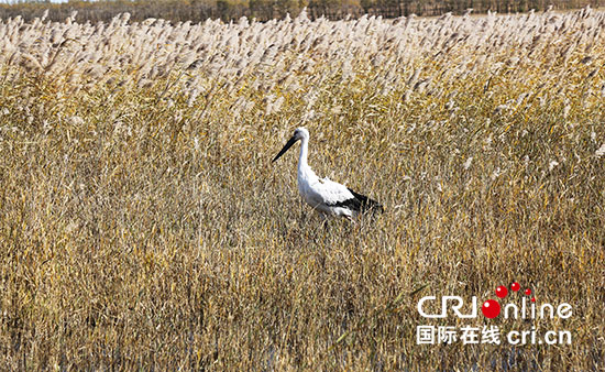 03【吉林】【原創】吉林省莫莫格國家級自然保護區救助放飛野生白鶴和東方白鸛