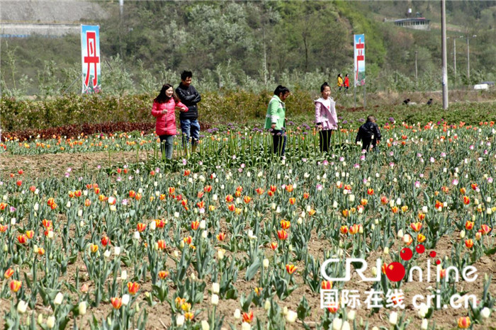 【CRI原創】【十堰】湖北鄖西將舉行首屆牡丹節