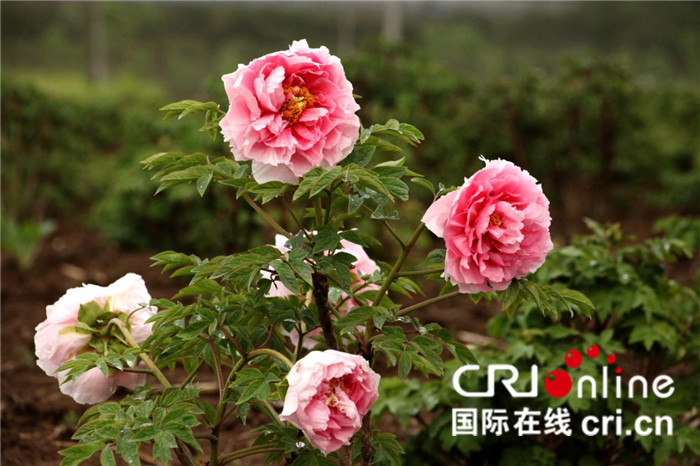 【CRI原创】【十堰】湖北郧西将举行首届牡丹节