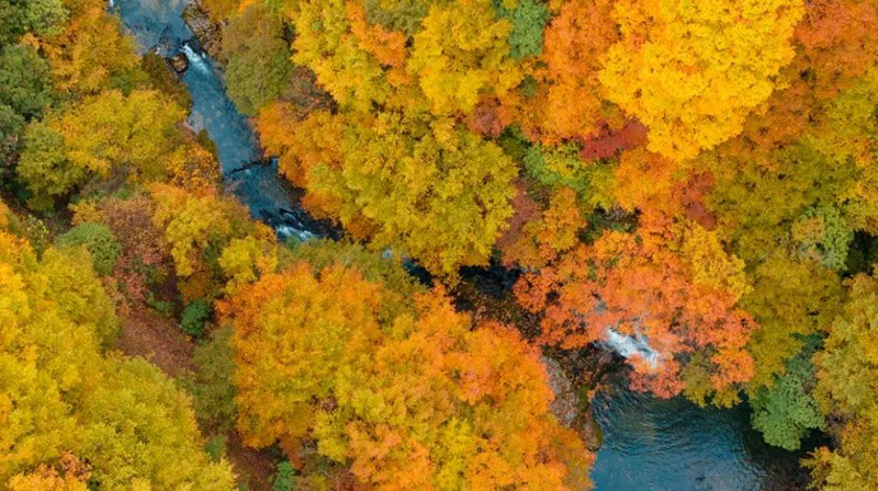 来四川看秋叶飘丹 山河尽染_fororder_广元旺苍米仓山秋景--供图--旺苍县融媒体中心