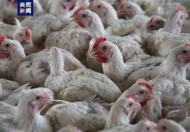 欧洲多国报告出现禽流感疫情