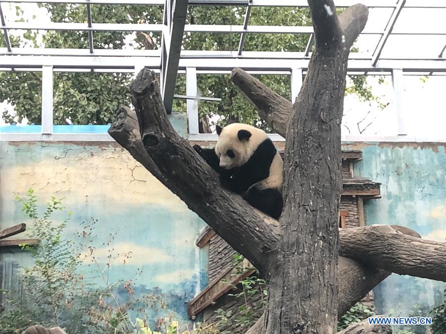 Giant panda twins debut in Beijing