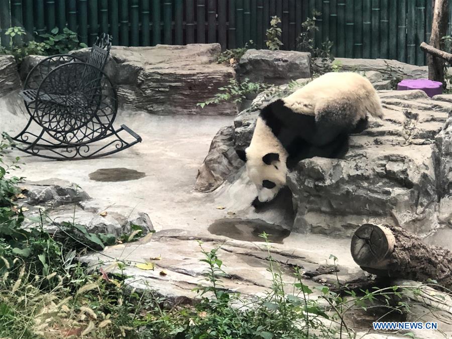 Giant panda twins debut in Beijing