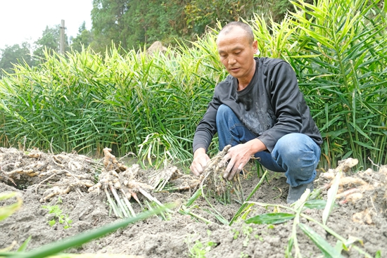 貴州天柱：村民種姜穩增收_fororder_村民在給薑塊除泥.JPG